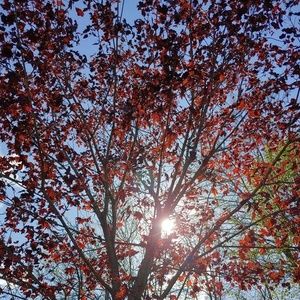 Meet your Posher, Pruneau